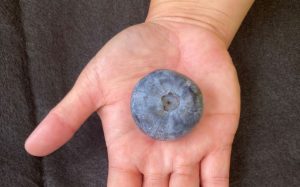 David Koch is proud of the giant blueberry from Australia, which broke the Guinness World Record