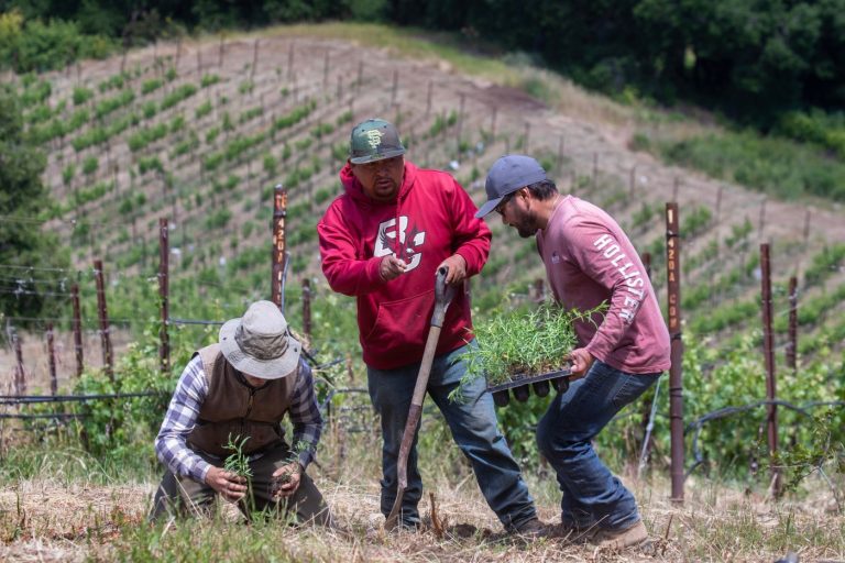 House Family Vineyards gets second extension on temporary operations