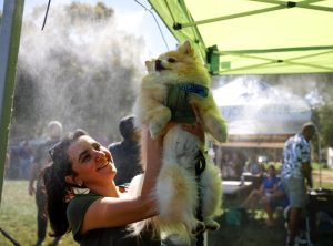 Photos: It was a barking good time in San Jose