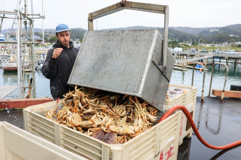 California’s Dungeness crab season delayed again