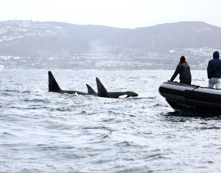 “Friendly” pod of orcas, CA51, make another appearance off California coast