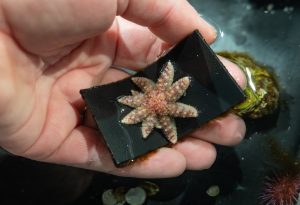 How do you ‘grow’ an endangered starfish? Bay Area scientists are finding out