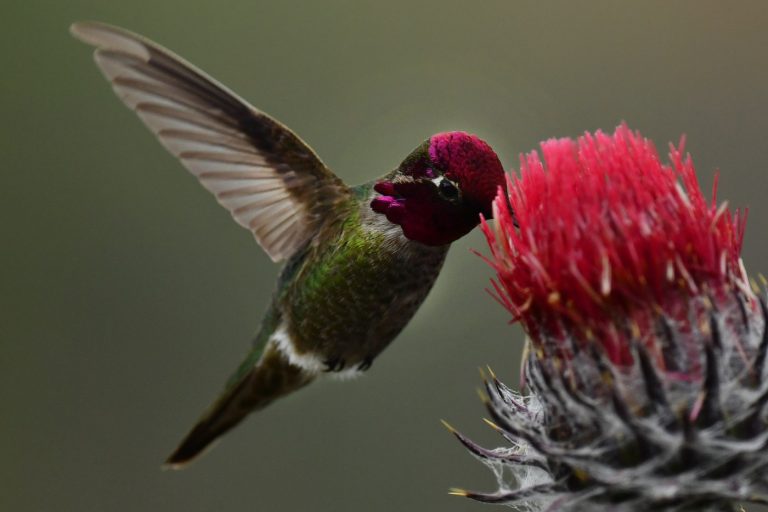 How to stop a San Jose hummingbird bully from driving away other birds