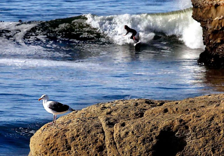 Protections for nesting gulls (among other uniquely Californian headaches) delayed repairs to Santa Cruz wharf