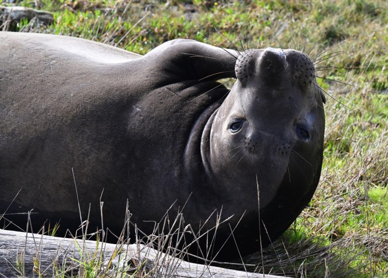 Marin County beach closed for elephant seal breeding season