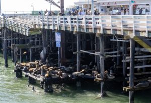 Santa Cruz sea lions squeezed into tighter quarters by wharf collapse, but excellent viewing remains