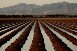 Donald Trump’s California water order does more for farms than wildfires