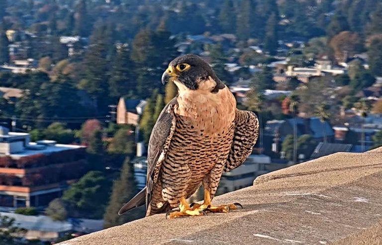 Berkeley’s two famous peregrine falcons aren’t the only ones disappearing from Northern California