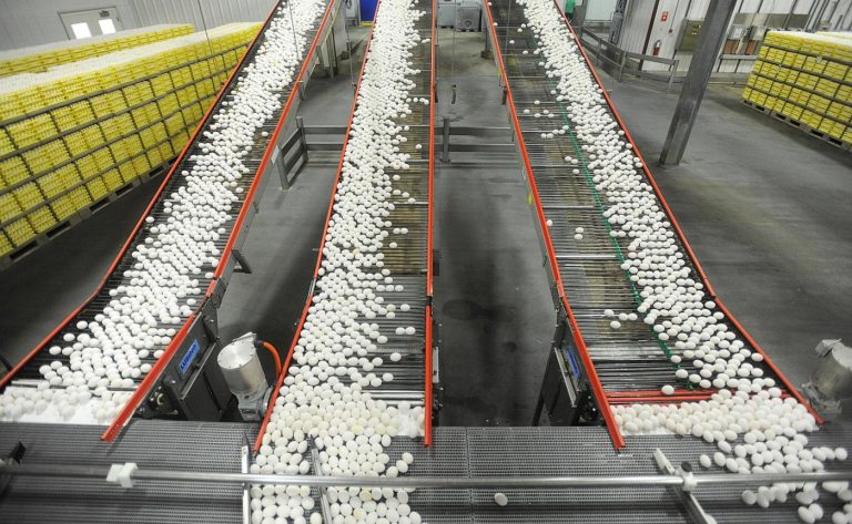 Egg prices could jump another 41% this year, USDA says, as Trump’s bird flu plan unveiled