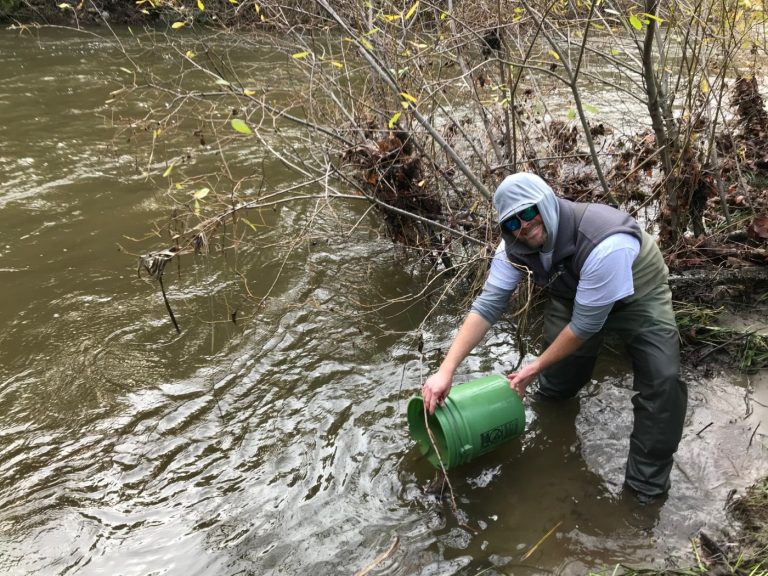 Carmel River: Wading in to save the steelhead