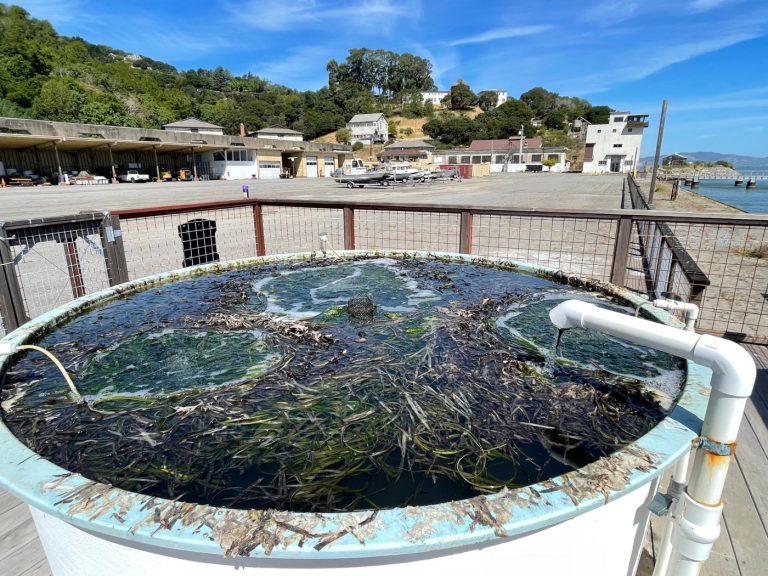 Tiburon marine research center to close amid budget cuts