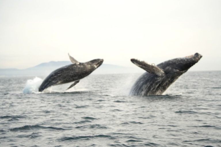 5 big whale festivals in Northern California for spring 2025