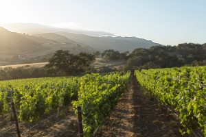 Central Coast wine adventures: Back in the land of ‘Sideways’