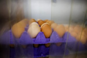 With avian flu flying around, is it safe to enjoy eggs?