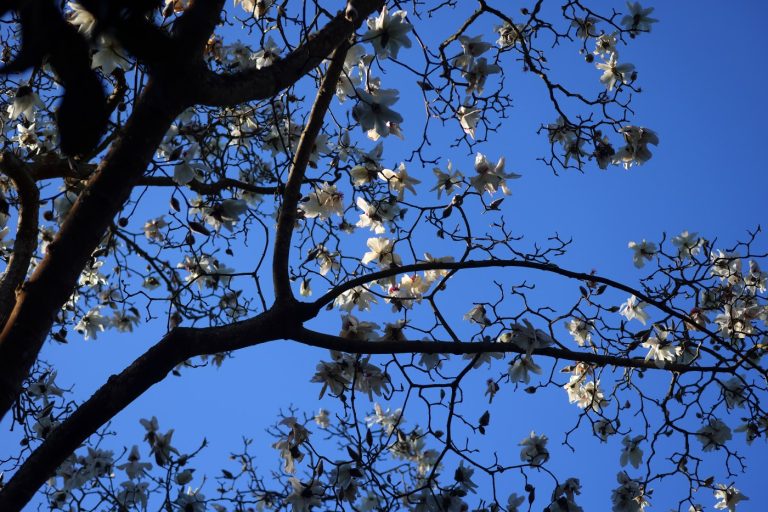 February is peak bloom of San Francisco’s gorgeous, historic magnolias