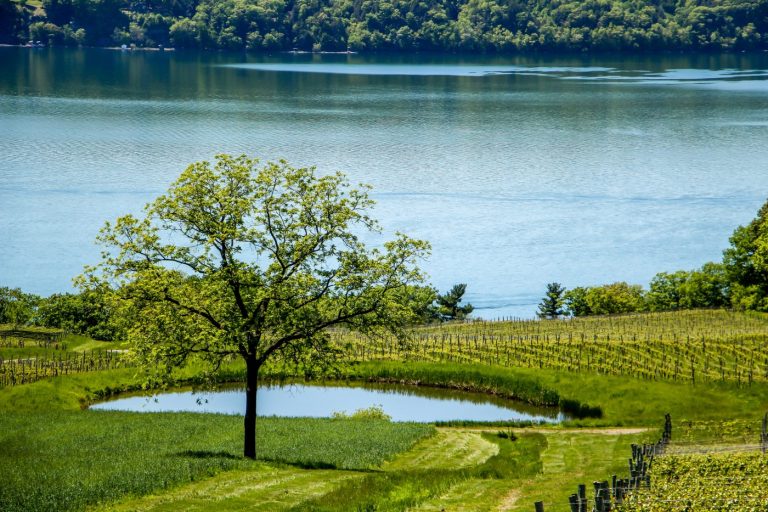 The List: 10 U.S. wine regions to explore in 2025 — with a major omission