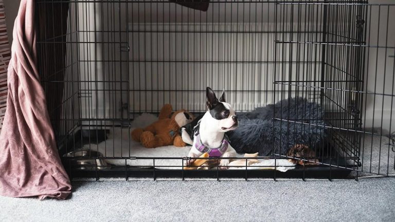 The best dog crate