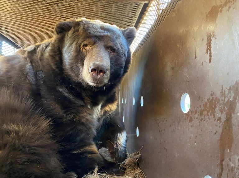 Man finds 525-pound animal under his home after Los Angeles fires. The bear goes by Barry