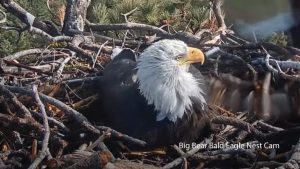 You might be surprised by when the bald eagle became our national bird