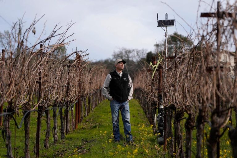 AI made its way to vineyards. Here’s how the technology is helping make your wine