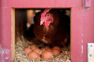 Vaccinating poultry could help cut soaring egg prices but US remains hesitant