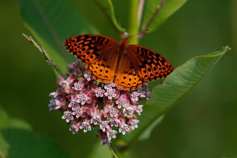 First national analysis finds America’s butterflies are disappearing at ‘catastrophic’ rate