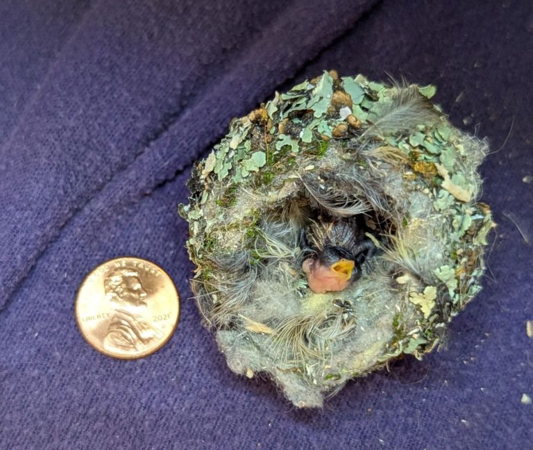 Monterey SPCA cares for orphaned ‘jelly bean-sized’ hummingbird nestlings