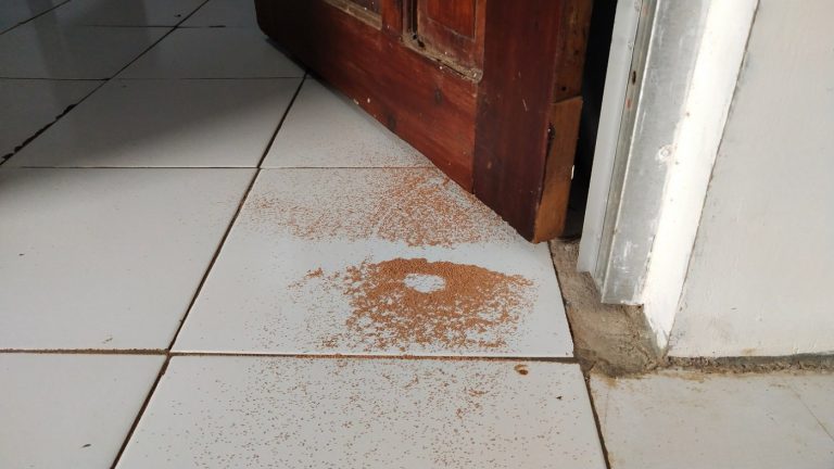 Spring Cleaning? Watch Out for Termites and Swarmers!