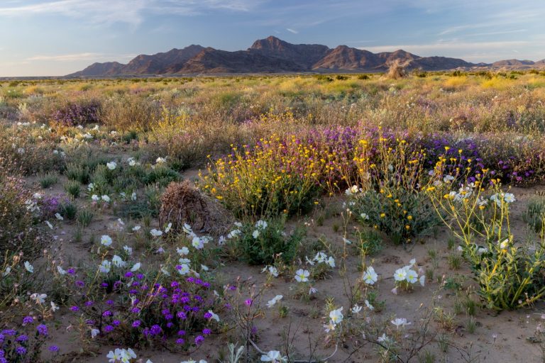 Trump White House says he will eliminate two national monuments in California, then deletes the announcement