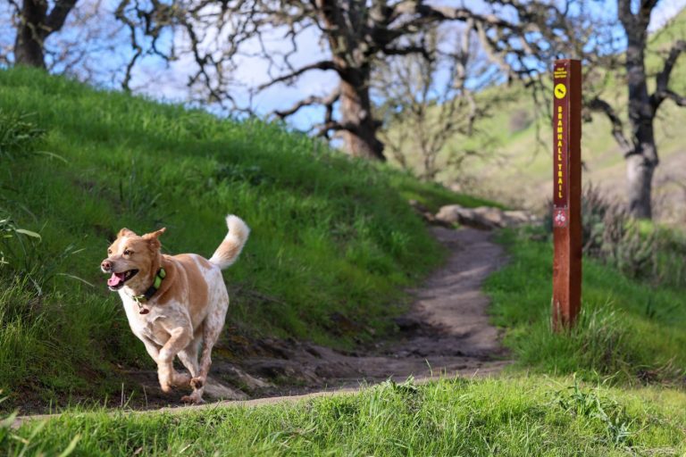 3 great Bay Area dog hikes (and some bonus options) to try this spring