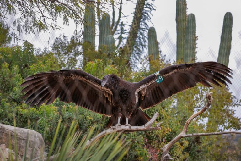 Bird flu has decimated flocks — but not at San Diego zoos. Here’s how they keep condors, penguins and more safe.