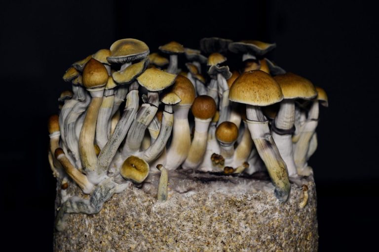 After series of defeats in California, psychedelics boosters return with slimmed-down bill