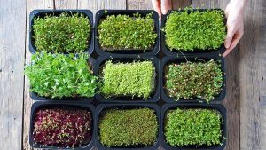 The best kits for growing nutrient-packed microgreens at home