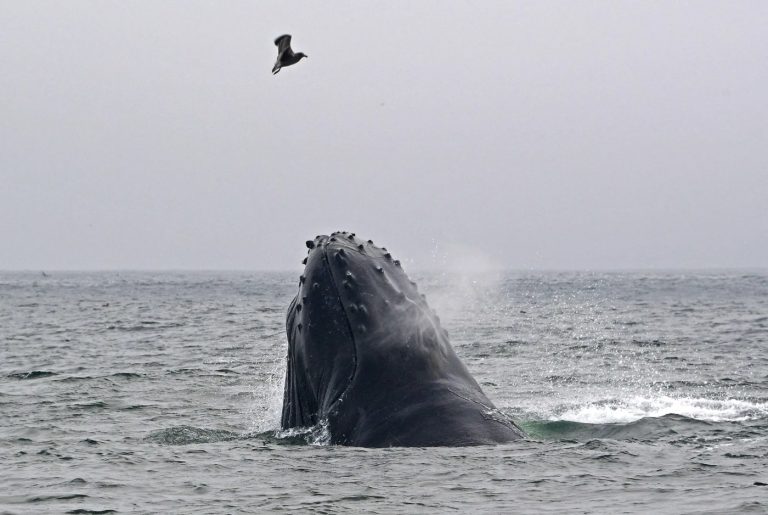 Why we should worry when whales stop singing